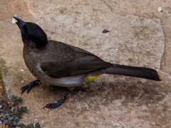 Pycnonotus barbatus layardi