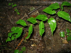 Cyrtomium macrophyllum