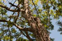 Paubrasilia echinata