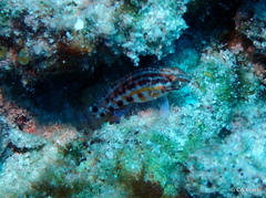 Serranus baldwini