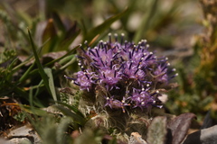 Saussurea glacialis