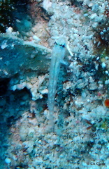 Gobiidae