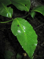 Cyrtomium macrophyllum