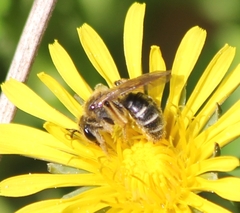 Andrena nasonii