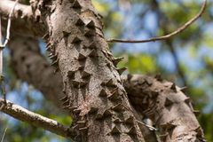 Paubrasilia echinata