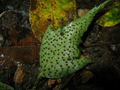 Cyrtomium macrophyllum
