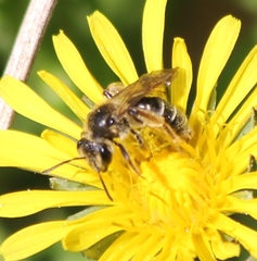 Andrena nasonii