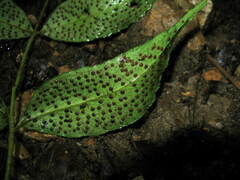 Cyrtomium macrophyllum