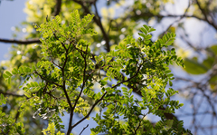 Paubrasilia echinata