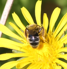 Andrena nasonii