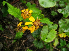 Ligularia hodgsonii