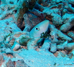 Malacanthus plumieri