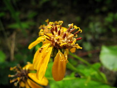 Ligularia hodgsonii
