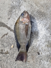 Oreochromis niloticus