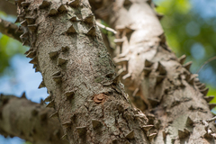 Paubrasilia echinata