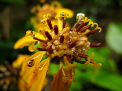 Ligularia hodgsonii