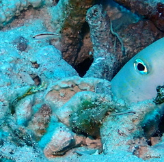 Halichoeres bivittatus