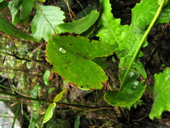 Ligularia hodgsonii
