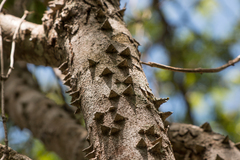 Paubrasilia echinata