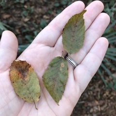 Carpinus