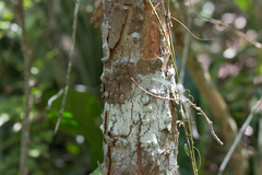 Paubrasilia echinata