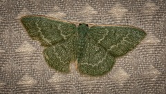 Chlorocoma tachypora