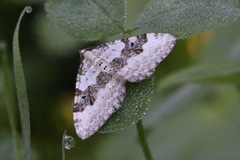 Xanthorhoe montanata