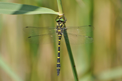 Cordulegaster bidentata