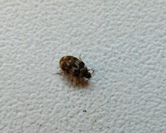 Anthrenus fuscus