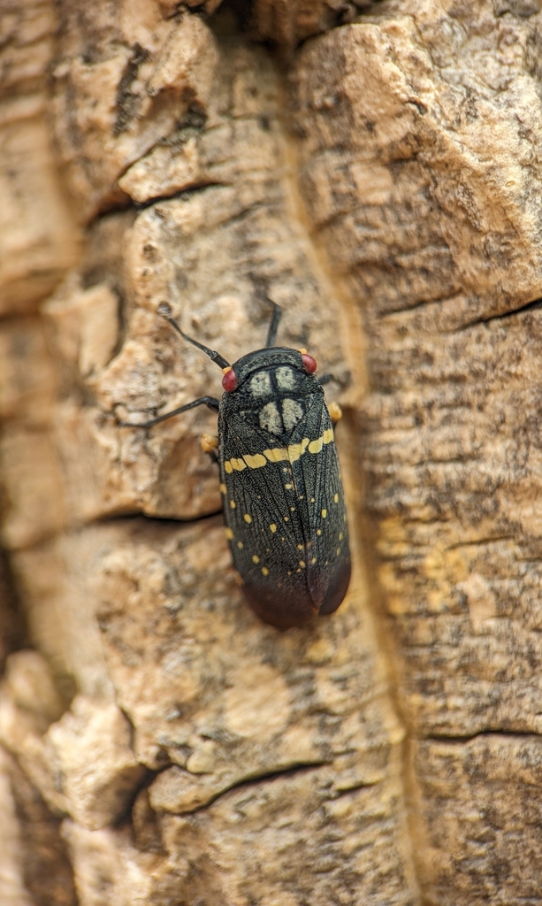 Acraephia opaca