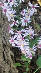 Symphyotrichum cordifolium