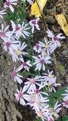 Symphyotrichum cordifolium