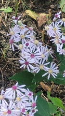 Symphyotrichum cordifolium