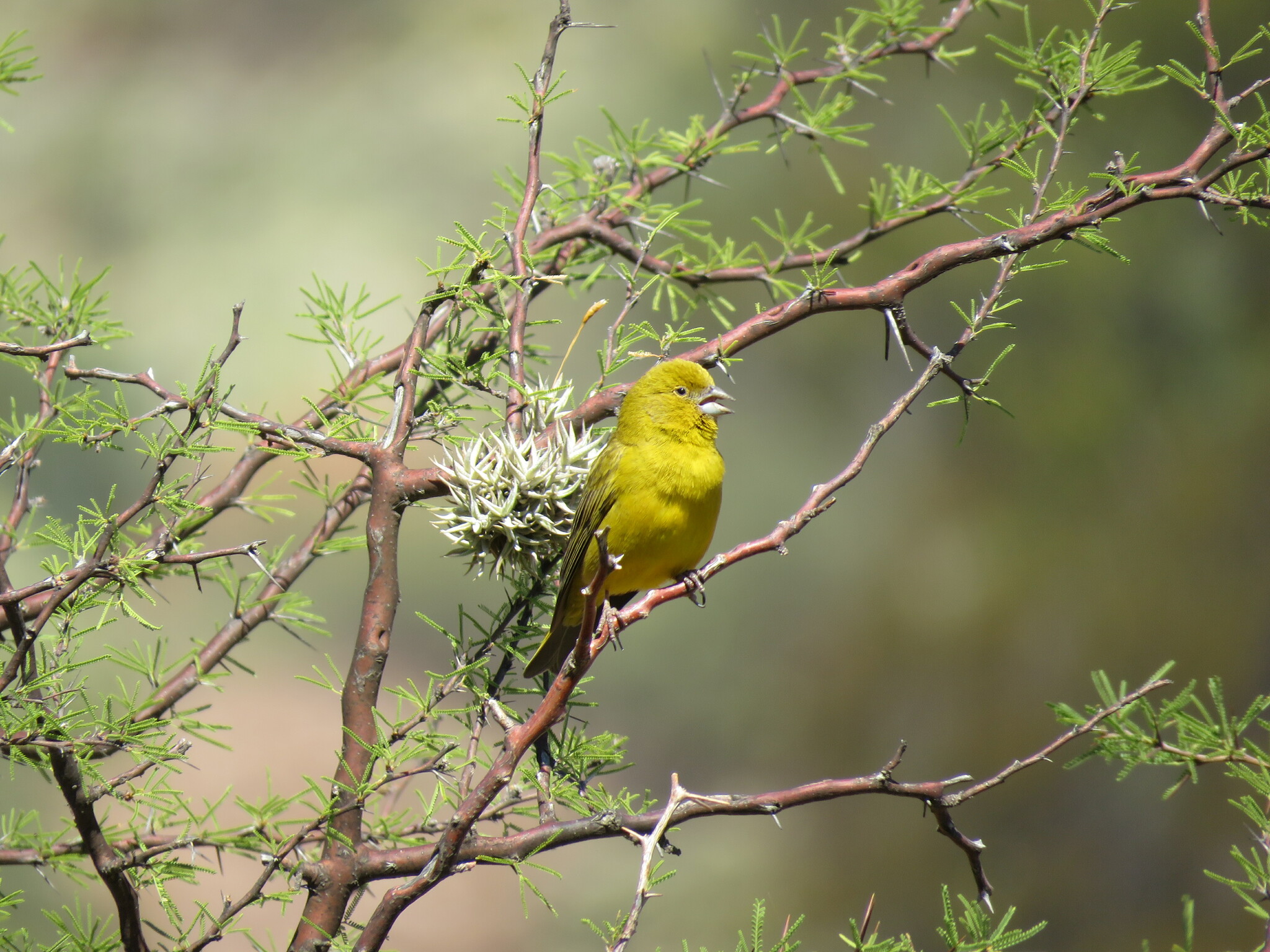 Monte Yellow Finch (Sicalis mendozae), photo 4