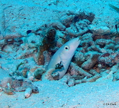 Malacanthus plumieri