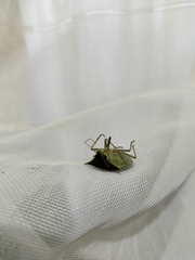 Arvelius albopunctatus