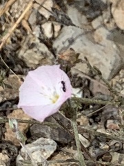 Convolvulus prostratus image