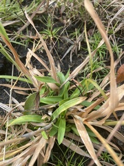 Rhynchospora ciliaris