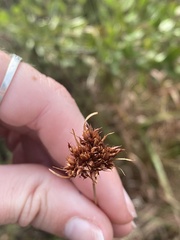 Rhynchospora ciliaris