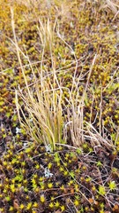 Carex muelleri