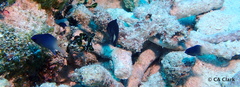 Stegastes partitus