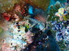 Gnatholepis thompsoni