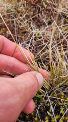 Carex muelleri