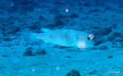 Diodon hystrix