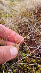 Carex muelleri