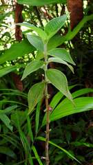 Miconia rubra