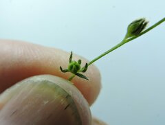 Plagiobothrys leptocladus