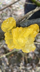 Tremella