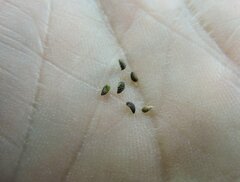 Plagiobothrys leptocladus