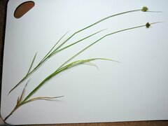 Carex athrostachya